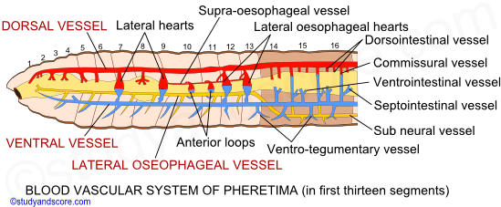 Earthworm cirulatory system, earthworm blood vessels, dorsal blood vessel, ventral blood vessel, latero-oesophageal, supra oesophageal, lateral hearts